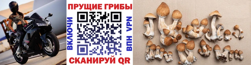 что такое   Мытищи  Галлюциногенные грибы прущие грибы 